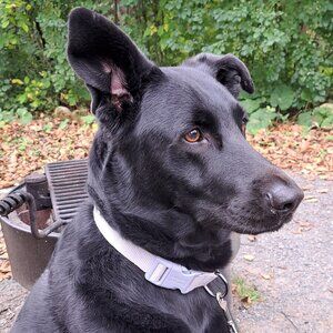 Meet your Posher, Sam